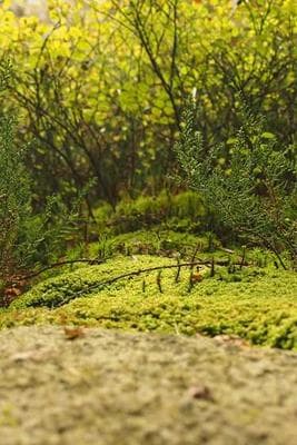 SF Hiking with Vanya & Sid frame 32