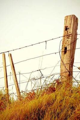 First Roll Ever frame 8